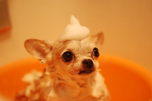Dog Healthcare with Dog Shampoo