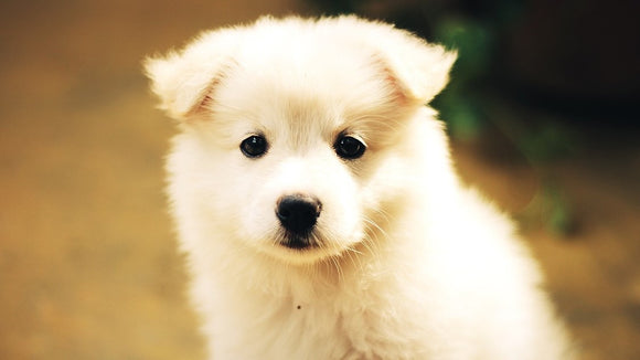 Miniature white hairy puppy