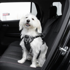 Safety Dog Auto Harness