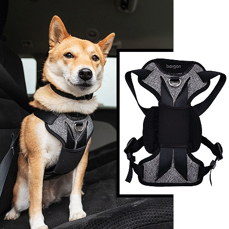 Safety Dog Auto Harness
